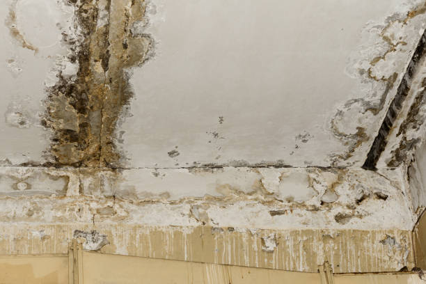 Best Environmental Consulting for Mold Prevention  in Middlefield, OH